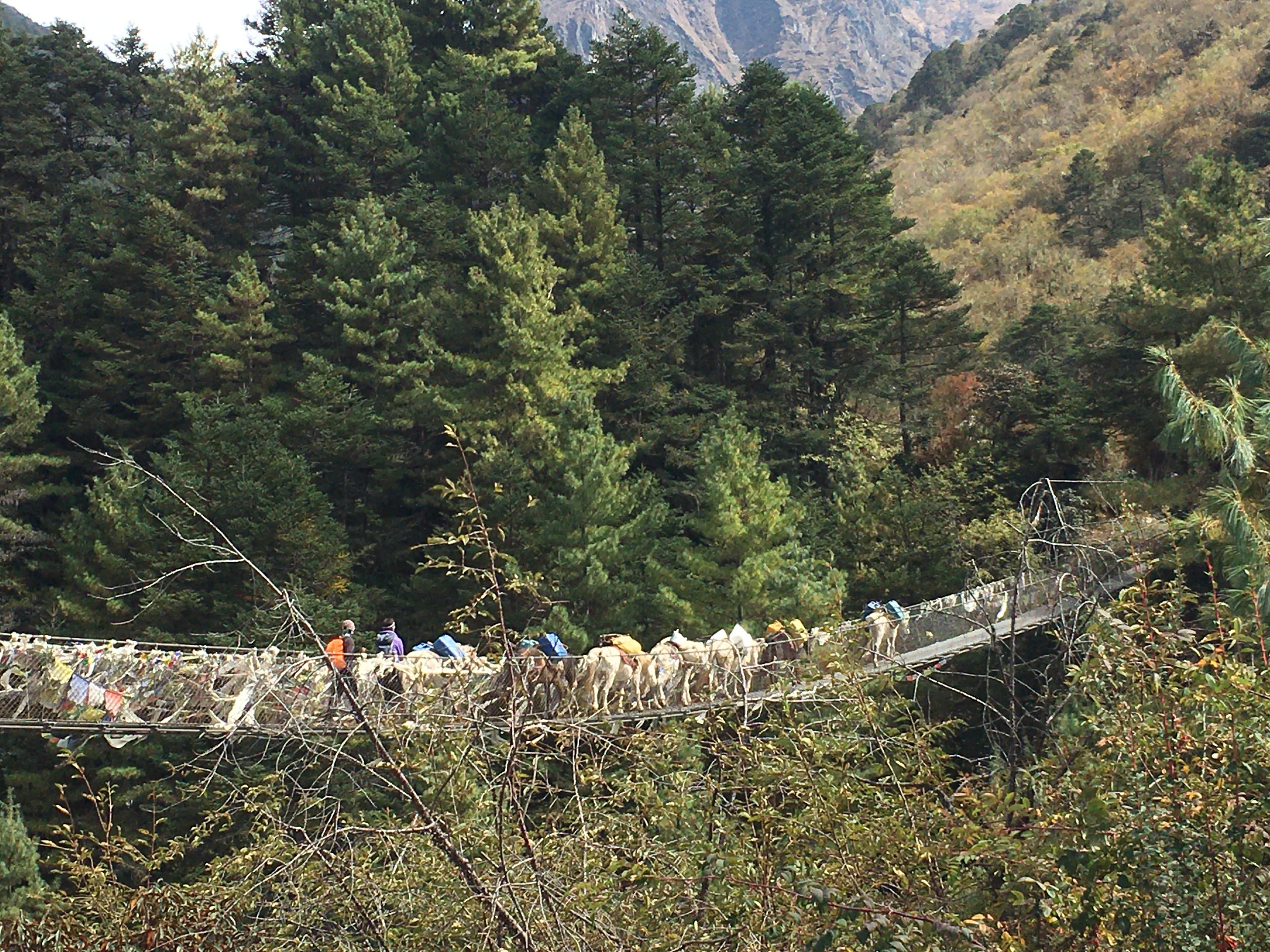 Karawana zwierząt jucznych przechodząca przez wiszący most z modlitewnymi flagami