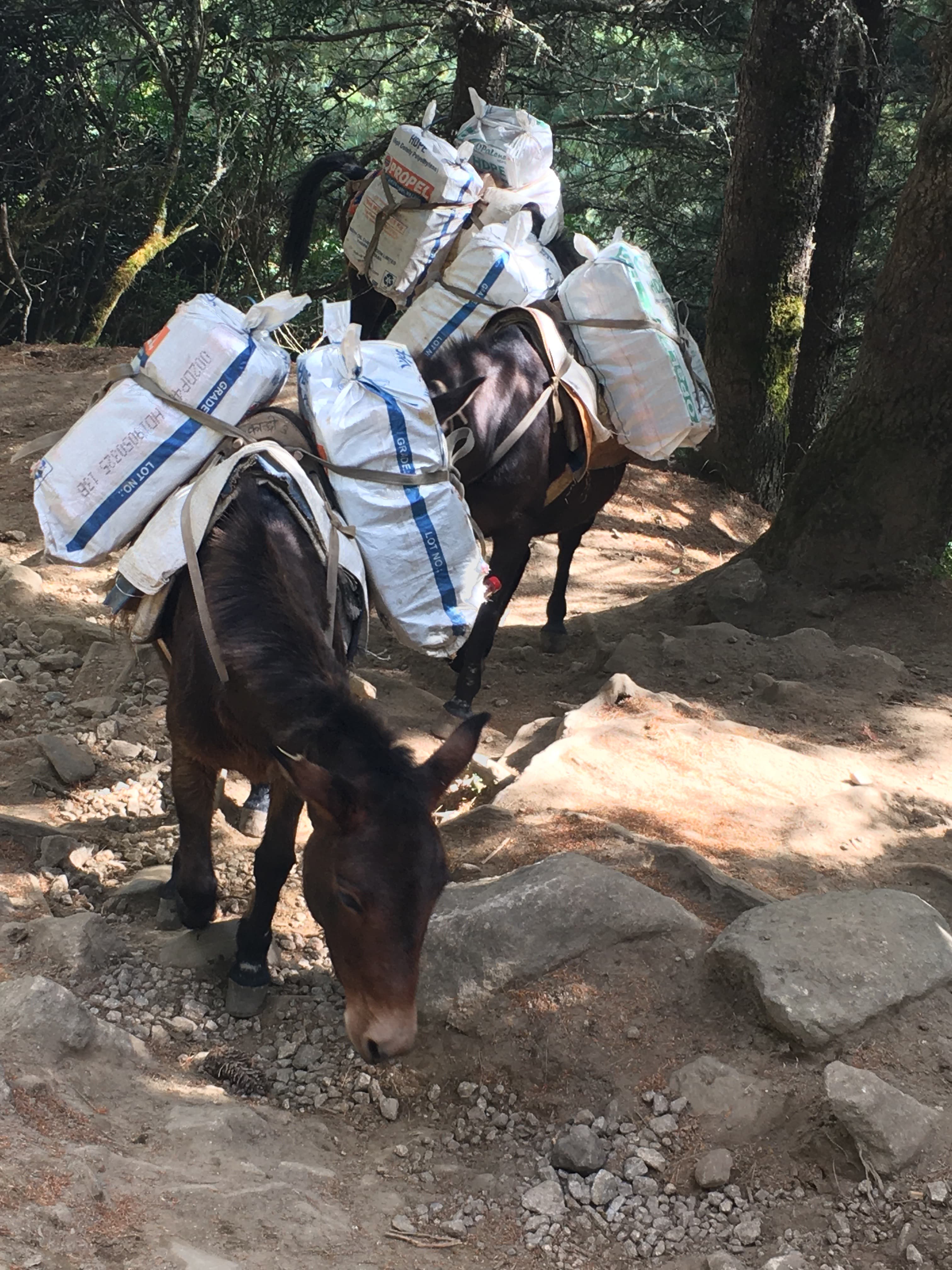 Muły juczne niosące towary po himalajskim szlaku